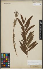 Foto von Salix purpurea L. x Salix viminalis L.